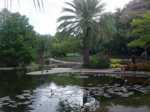 Brisbane City Botanic Gardens - Accommodation Gold Coast